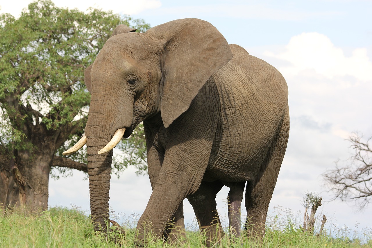 africa, tanzania, trangire-222874.jpg