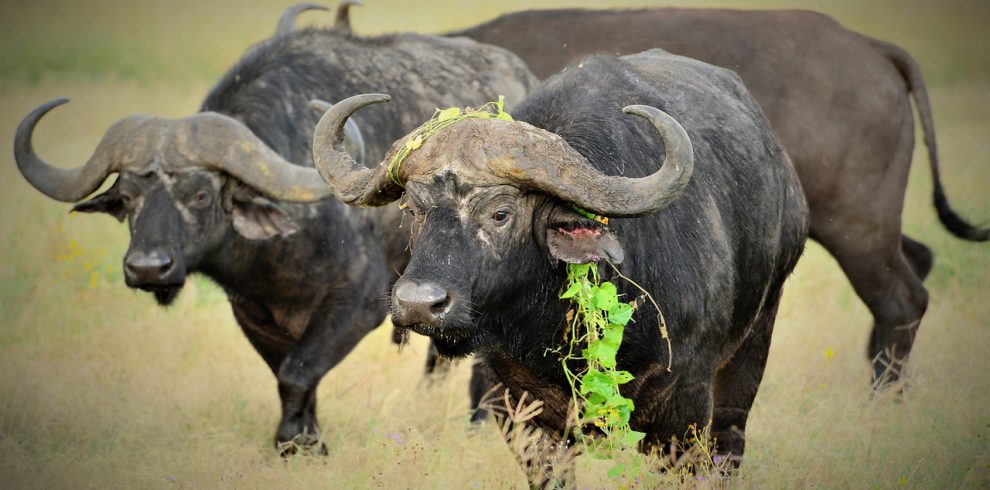 buffalo, africa, cape-4450321.jpg