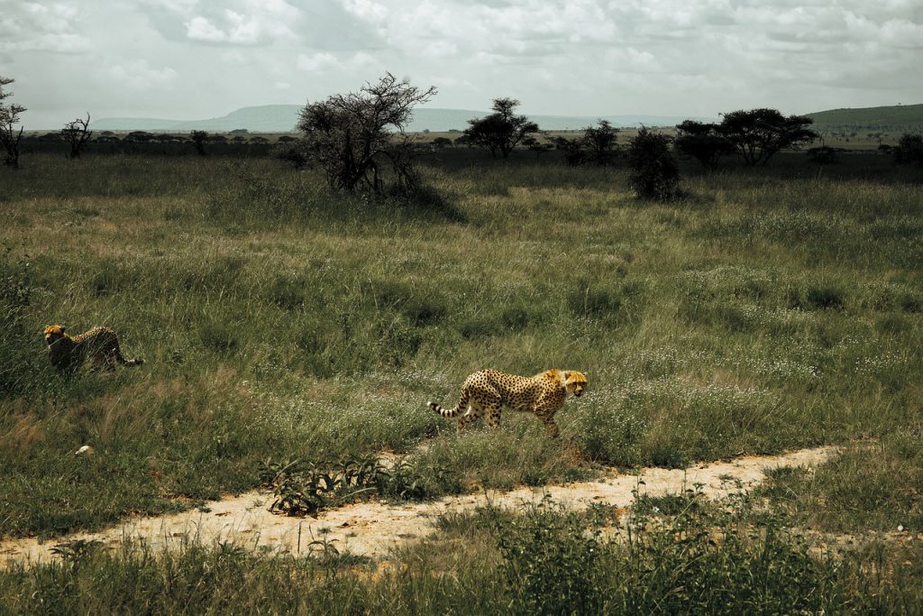 cheetah, chita, animal-5050853.jpg