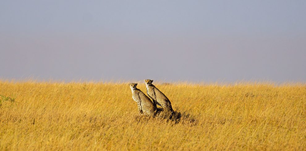 cheetah, wilderness, wildlife-7457219.jpg