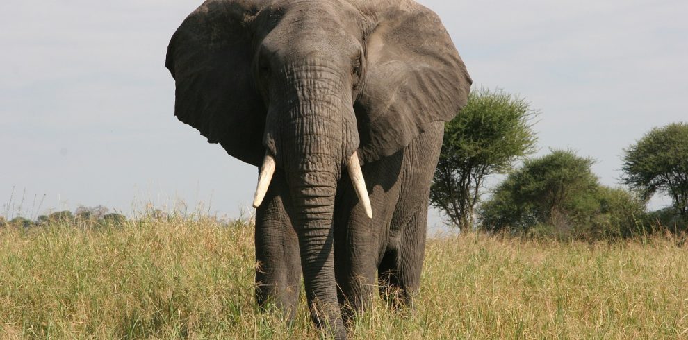 elephant, tusk, safari-3426522.jpg