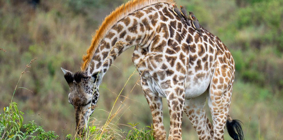 giraffe, animal, tanzania-7397164.jpg