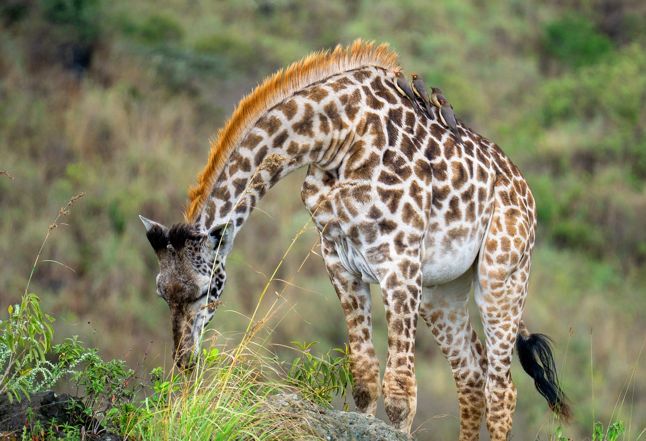 giraffe, animal, tanzania-7397164.jpg