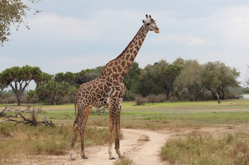 giraffe, nature, safari-1029795.jpg