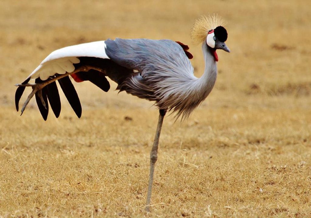 gray crowned crane, africa, tanzania-279899.jpg