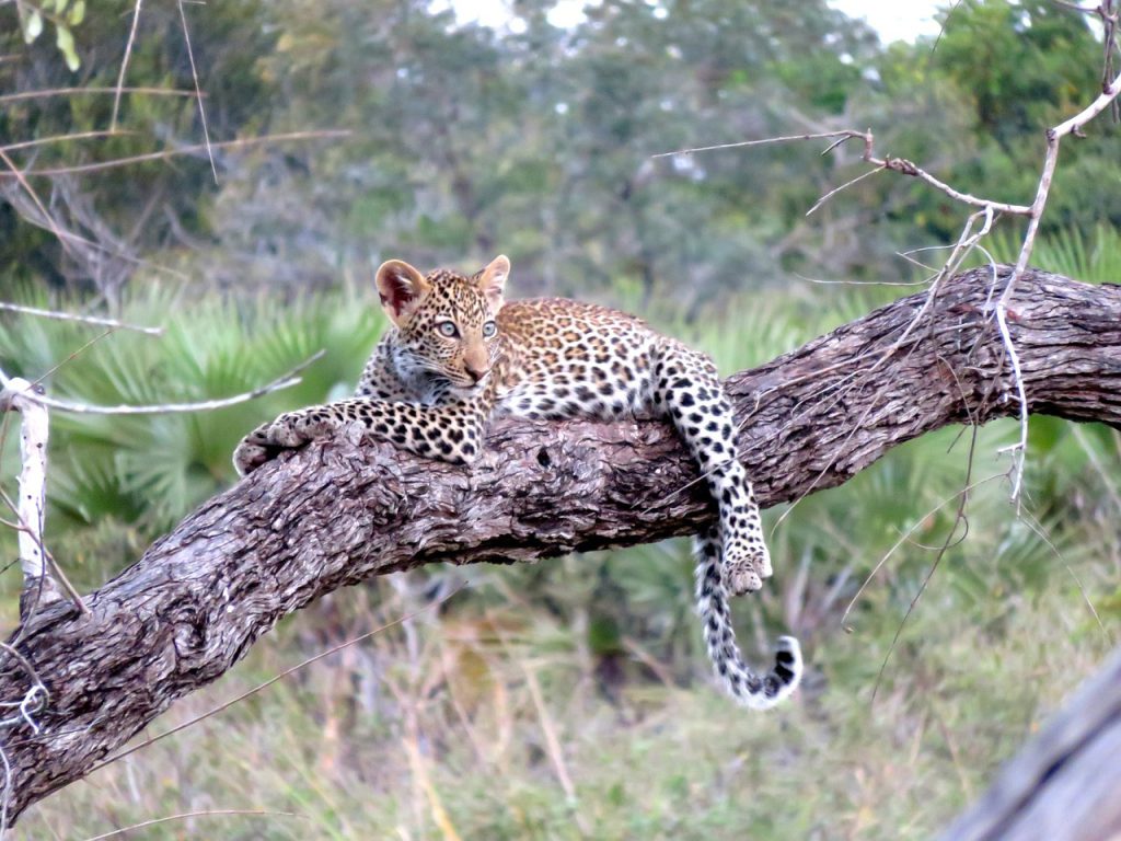 leopard, africa, animal-1021486.jpg