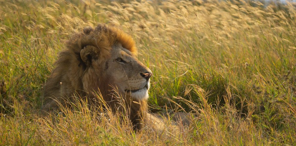 lion, big cat, king-7432661.jpg