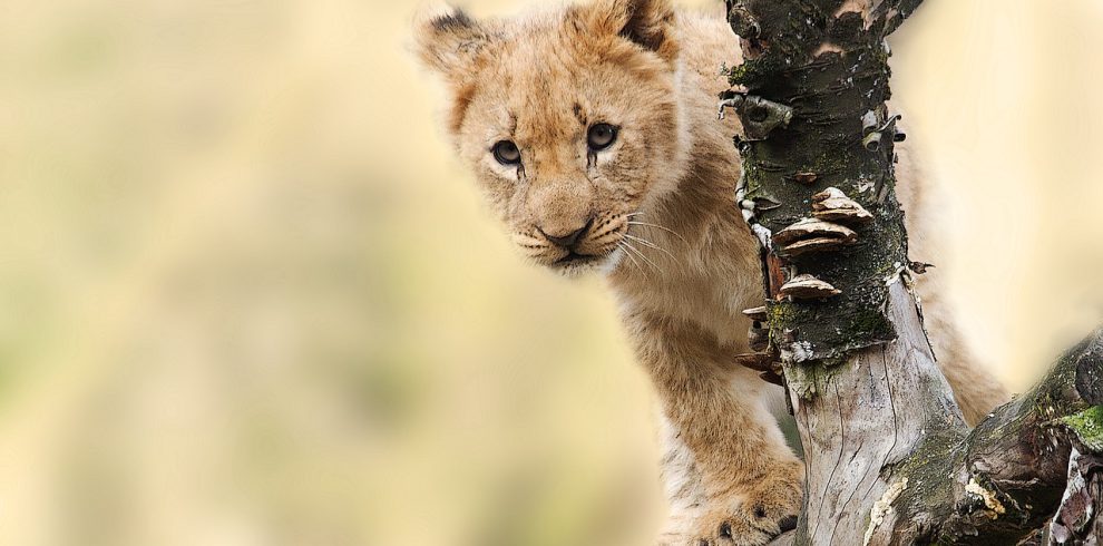 lion, cub, cat-565820.jpg