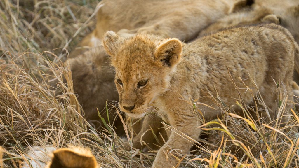 lion, cub, feline-7432606.jpg