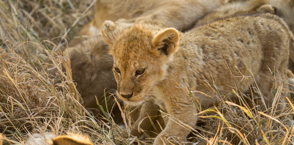 lion, cub, feline-7432606.jpg