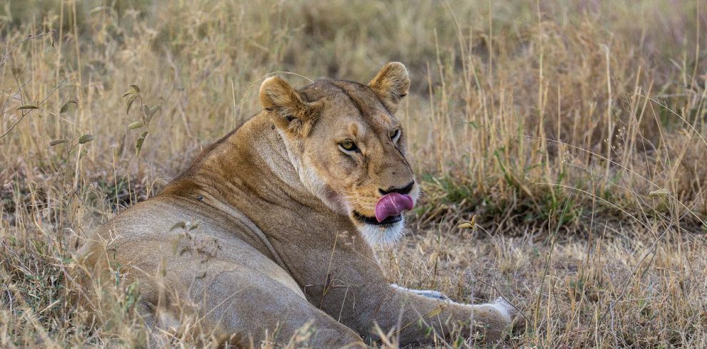 lion, tanzania, serengeti-7463716.jpg