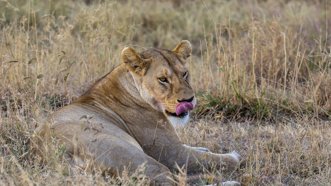 lion, tanzania, serengeti-7463716.jpg