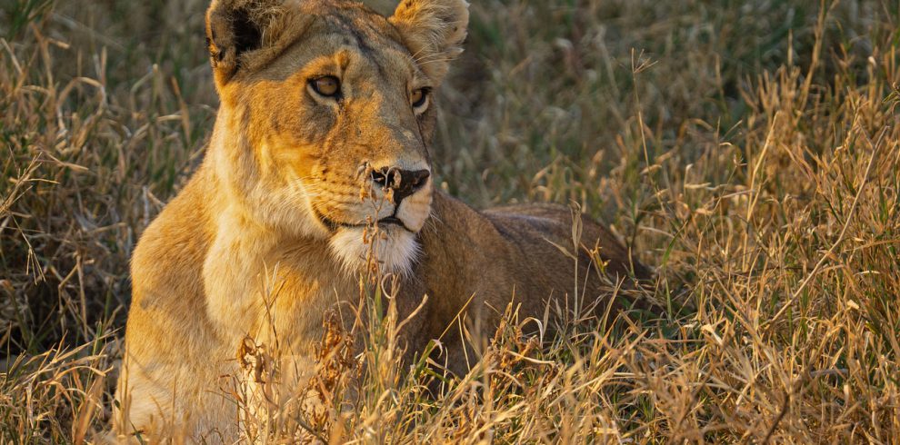 lion, tanzania, serengeti-7490085.jpg