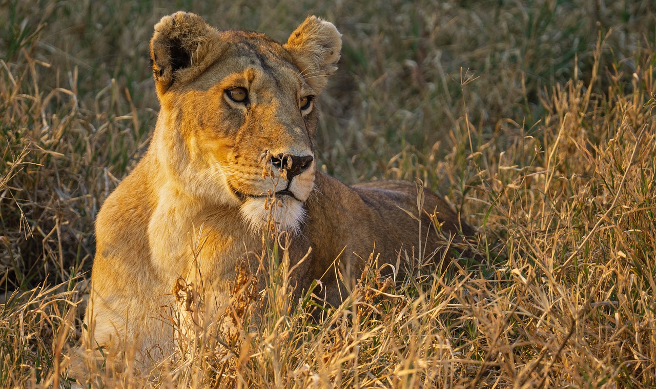 lion, tanzania, serengeti-7490085.jpg