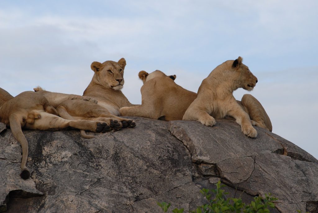 lions, serengeti, tanzania-75880.jpg