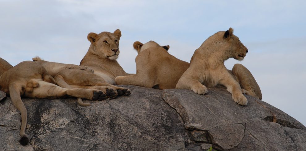 lions, serengeti, tanzania-75880.jpg