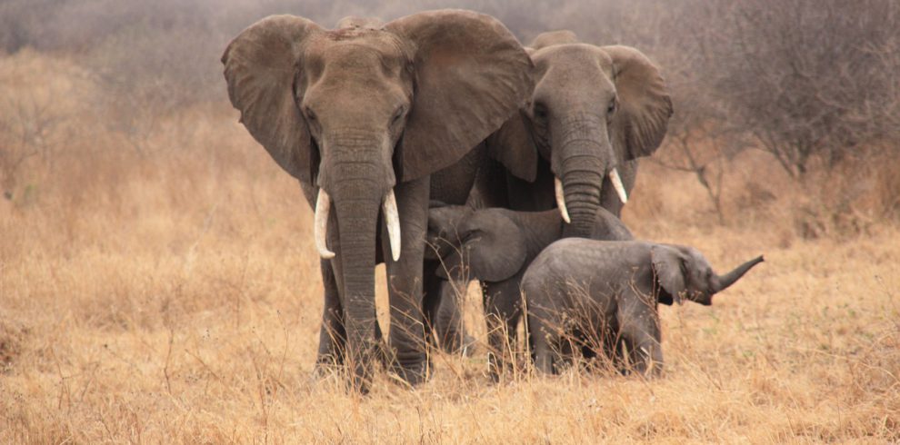 tanzania, animals, elephant-3561081.jpg