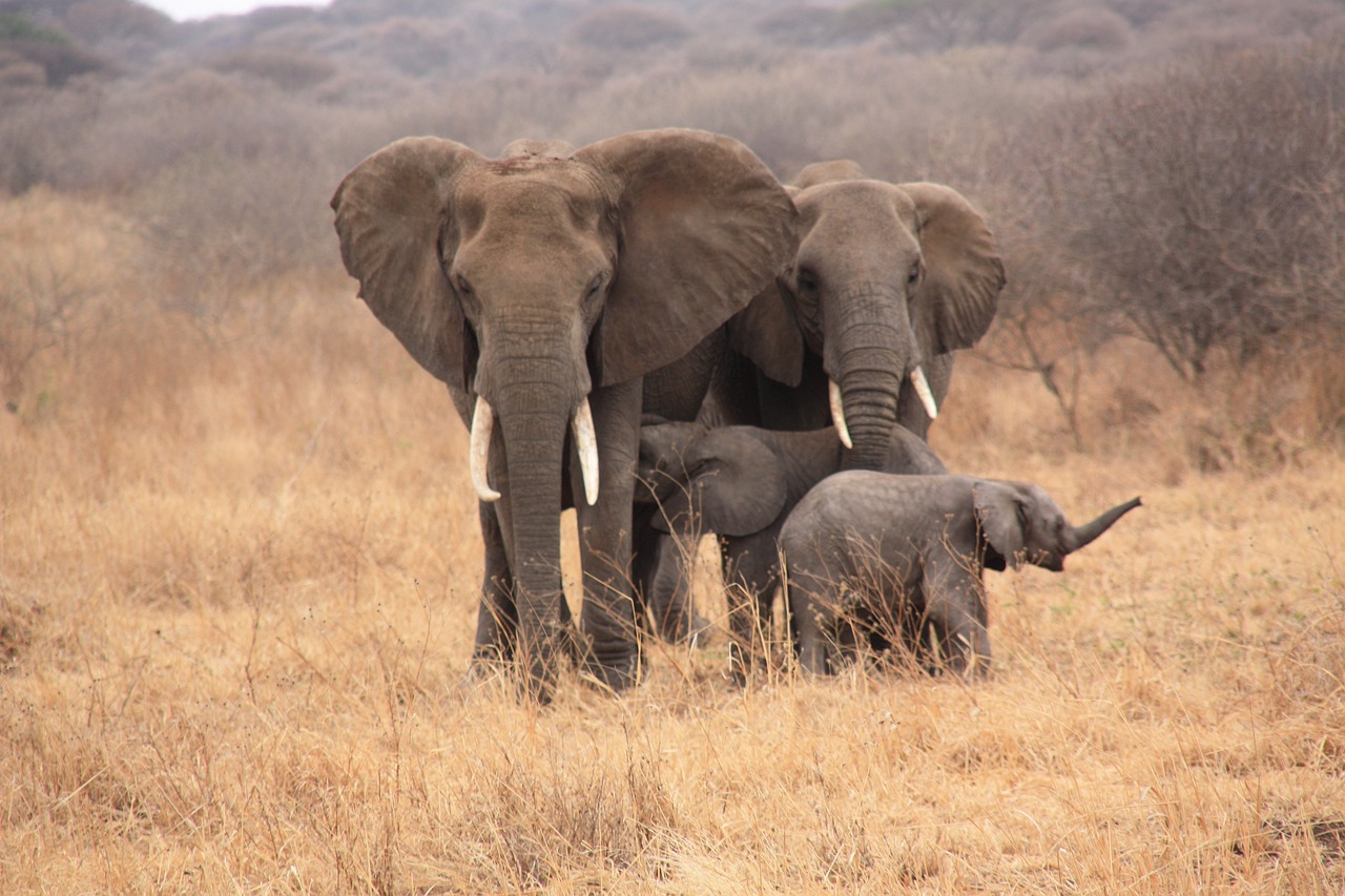 tanzania, animals, elephant-3561081.jpg