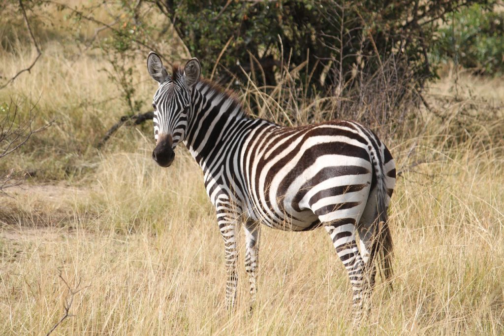 zebra, africa, safari-1029779.jpg