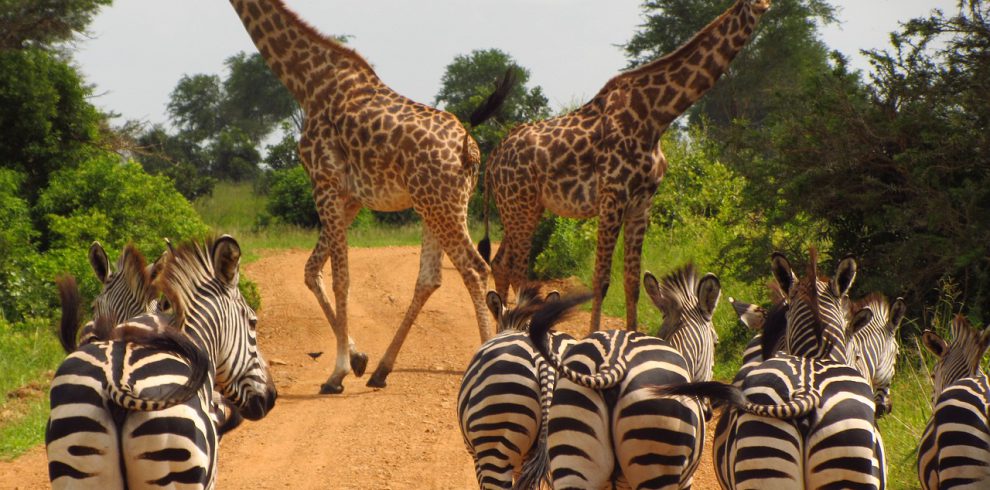 zebras, tanzania, mikumi-765885.jpg